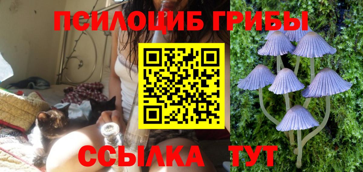 Псилоцибиновые грибы Psilocybe Ростов Великий